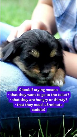 Puppy crying at night? What to do?