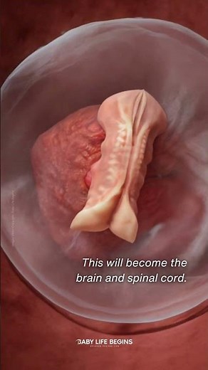 Did You Know Your Brain Begins Forming in the Womb? | Neural Tube Development