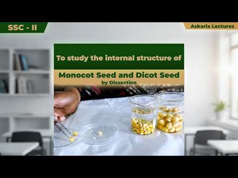 Internal Structure of Monocot Seed and Dicot Seed by Dissection | Sadia Hidayat