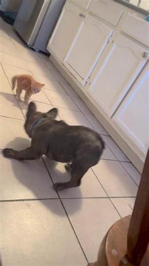 French Bulldog GIF | Cute Frenchie Puppy TikTok Video