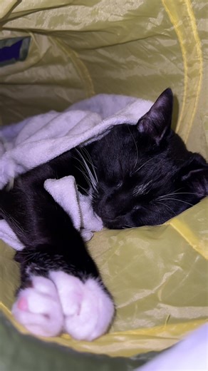 Eepy boy ❤️💤 #cat #eepy #eepycat | Eepy Cat