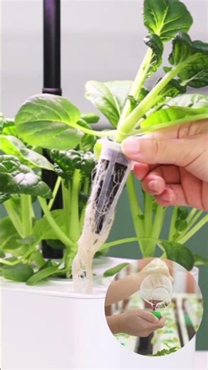 The Farming of the Future: Hydroponics (Soilless Farming)! Grow Fresh Vegetables Without Soil 🍅!