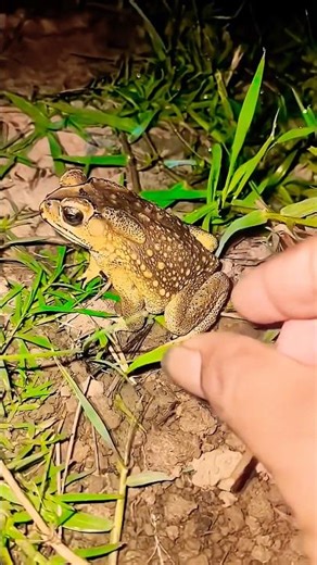 Funny catching toads 🐸😜😂😜😁