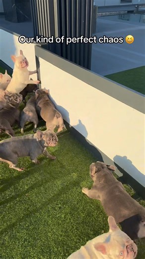 Welcome to our Luxurious Frenchie House! #fyp #bulldog #puppies #frenchie #frenchbulldog #reels