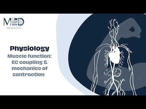 Physiology---Muscle function: EC coupling & mechanics of contraction