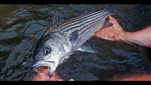 Striped bass dying in Lake Murray