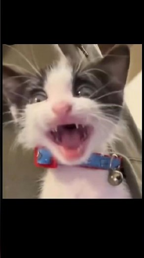 🐱⛏️ Ranking the Best Minecraft Cat Moments!