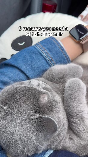 British Shorthair Cat: Important Reasons to Get One