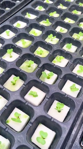 Lyine Hydroponic Seed Starting: Easy, Fun, and Soil-Free Growing! #hydroponicsystem#ebbandflow