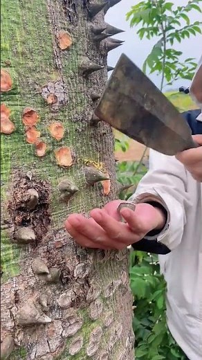 Collection process of kapok tree burl thorns