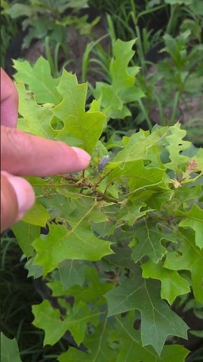 🍁🍂 Growth and development of Red Oak trees 🍂🍁