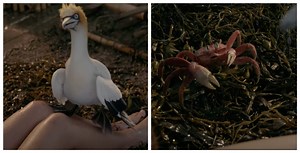 First Look at Scuttle & Sebastian from Disney's Live-Action Little Mermaid | Chip and Company