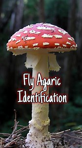 🌿 Fly Agaric – The Fairytale Mushroom of the Wild 🍄 Bright red with white spots — this iconic mushroom looks straight out of a storybook! Here’s how to identify Fly Agaric (Amanita muscaria): 🍄 Cap: Bright scarlet or orange-red, speckled with white warts. 🍄 Gills: White and free from the stem. 🍄 Stem: White with a skirt-like ring and a bulbous base sitting in a white cup (the volva). 🍄 Habitat: Often found beneath birch, pine, or spruce, especially in autumn. It’s one of the most photograp
