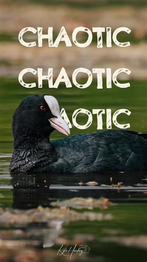 Why Coots Choose Violence Daily: A Bird's Attitude