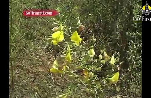 Ubbalamadugu falls Tada - Timings, Entry fees, Online Booking, Hotels