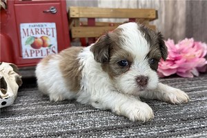 Carter - Shih-Poo Puppy F09613