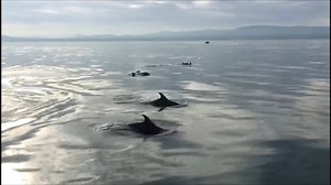 I'm lucky to be at home in the warm this weekend, no sailing. But it's always a good time to watch some dolphins having fun. We were lucky enough to have these beautiful creatures visit us while we were at anchor in Dublin Bay a few summers ago. It never grows old !!! | South Coast Sailing
