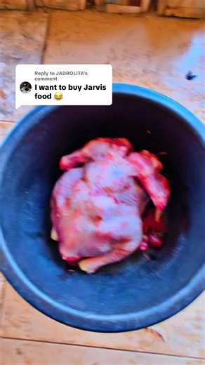 Tom Zanetti vs Jarvis Fight Highlights and Analysis