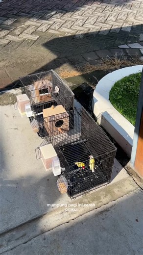 burung gould amadine dan owl finch #owlfinch #orangternakburung #gouldamadine