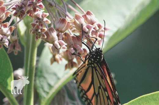 How Does A Monarch Butterfly Defend Itself From Predators?