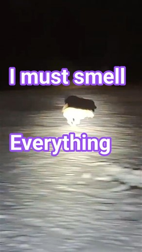 I must smell everything. #adognamedgunter #gunter #gunterthedog #doglife #funny #dog