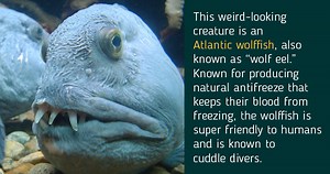 10 Interesting Wolffish Facts That Will Amaze You
