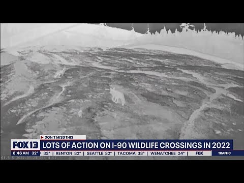 Video shows animals using I-90 wildlife overpass in 2022 | FOX 13 Seattle