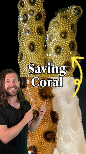 Bringing dead coral back to life!
