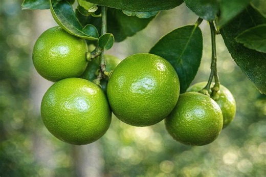 20 Lia’s Key Lime Tree Seeds: Fast Growing Citrus - Etsy