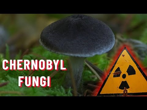 Radiation-eating Chernobyl fungi - are they real?! | Chernobyl Stories