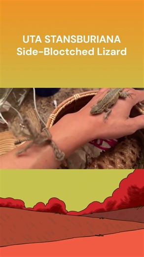 Side-Blotched Lizard | #uta #Stansburiana #pets #reptiles #reptilesname