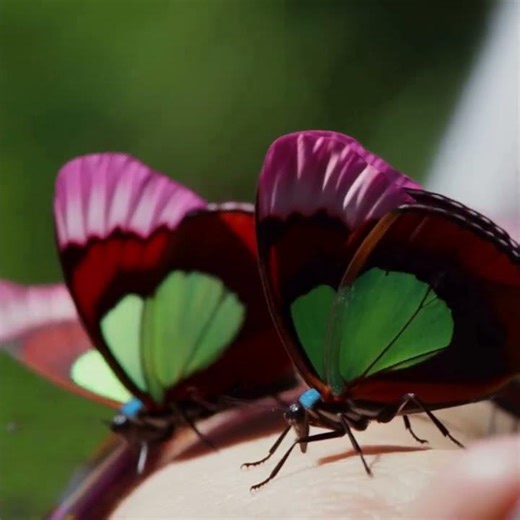 ⧖✩⋆⁺₊✧✴ASMR Enchanting BUTTERFLIES ⟁ #relaxingsoundscapes #relaxing
