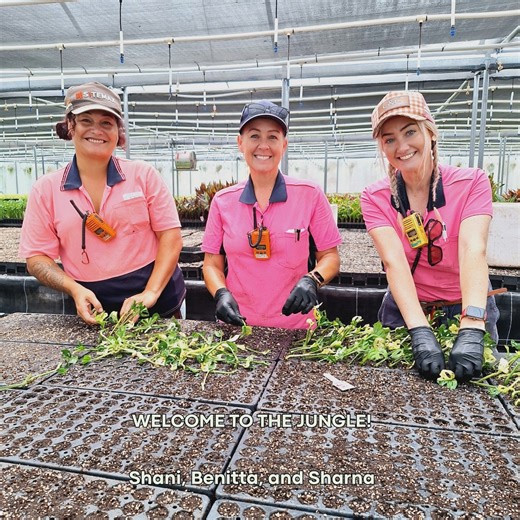 Enliven | Rare Plants | Indoor Plants | Leaf Photos on Instagram: "Hands-on propagation at Enliven Plants 🌱 Our team carefully prepares and propagates Monstera adansonii variegata the traditional way — inspecting nodes, taking cuttings, and ensuring each plant begins with strong foundations. 💚✨ #enlivenplants #plantnursery #plantcommunity #urbanjungle #monsteraadansonii #monsteraadansoniivariegata #variegatedplants #indoorplantsofaustralia #indoorplantslove #propagationstation #p