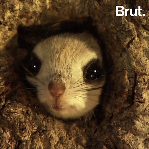 66K views · 3.4K reactions | The cutest animal in the world lives in Japan (and no, it's not a Pokémon) | Brut nature | Facebook