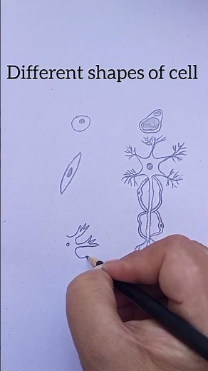 How to Draw Different Shapes of Cells | Easy Biology Diagram Step by Step#viral #biology