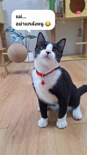 แมวมีความสุข นุดก็มีความสุข 😁 ขอบคุณผู้ปกครองนะคะที่ไว้วางใจทางกาก้าให้ดูแลน้องเสมอค่ะ #โรงแรมแมวลาดกระบัง #โรงแรมแมวฉลองกรุง #โรงแรมแมว #แมว inboxสอบถามได้นะคะ กาก้ายินดีต้อนรับค่ะ 0615524619