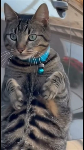 Loud Horn Scares Cat and Bird Escapes! 😹🐦