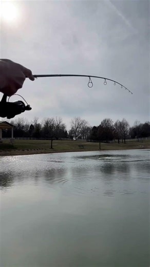 How to catch golden shinners (fresh water tarpons) #goldenshinners #tutorial #fishingvideo #viral