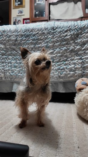Gimme treat, Mama. #dogshorts #yorkie #cutenessoverload #pets Murphy the doggie ice cream lover.