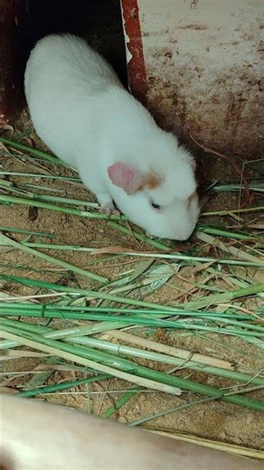 Tiny Balconies of the Andes: Where the Guinea Pigs Live