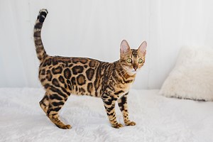 Domestic cats were not the first felines to live with humans, study reveals