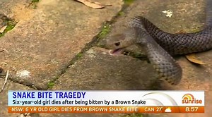 173K views · 1K reactions | MUST-SEE: We demonstrate how to properly treat a snake bite, plus find out some of the common mistakes people make... #sun7 | Sunrise | Facebook