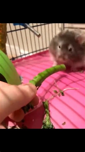 Diddy Hamster 🐹 #animals #funny #shorts