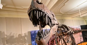 Ausstellung in Bonn: Dinosaurierskelette im Museum Koenig