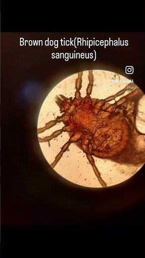 Brown dog tick#veterinary #doctor #animal