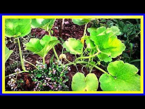 Pruning Pumpkin Plants (EASY)