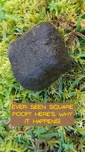 6 comments | Celebrate the wonders of the wombat by honing in on its  #wombatday #wombat #poop #wildlifepresenting #natureandscience #wildlifepresenter #wildlife #natureoutdoors #animalnature #wildlifefacts #weirdanimals #aussieanimal #naturedocumentary | Compass Presenting | Facebook