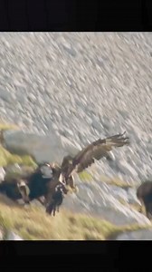 Wildlife Discovery on Reels