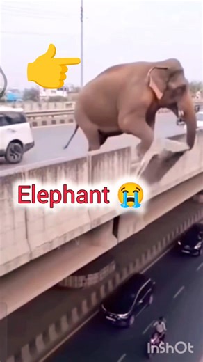 Elephant Falling😱