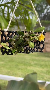 Orchid Mount, 3D Printed Hanging Orchid Display, Orchid Plant Stand, Orchid Structure, Airplant Mount Display, Mini Orchid Mount, Fern Mount - Etsy